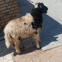 گوسفند