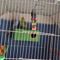 مرغ عشق|پرنده|خرمشهر, |دیوار