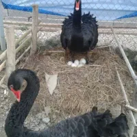 انواع نژاد های طاووس در سنین مختلف|پرنده|تهران, صادقیه|دیوار