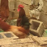 مرغ خروس کبوتر|حیوانات مزرعه|کاکی, |دیوار