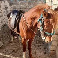 کره  یورقه از  طوفان نیشابوری