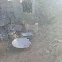 توله سگ سرابی|سگ|باسمنج, |دیوار