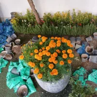 خدمات کلیه باغبانی باغچه کاری گل کاری کاشت گل وگیا|خدمات باغبانی و درختکاری|اسلامشهر, باغ فیض|دیوار