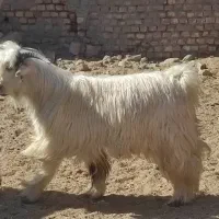 بز .بزغاله. گوسفند . چپش|حیوانات مزرعه|لنجان, |دیوار