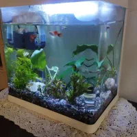 آکواریوم دلسا شیشه خم|ماهی|مشهد, آزادشهر|دیوار