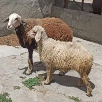 ۱ راس گوسفند شیری بره دار مناسب نگهداری