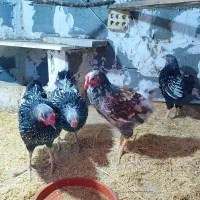 ویاندوت سیلور  تالبوت