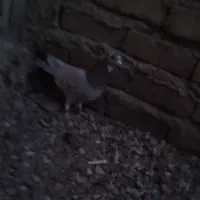 یک عدد هفترنگ هفت هشت نر|پرنده|تاکستان, |دیوار