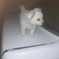 پامر خرسی ۴ ماهه|سگ|زرقان, |دیوار