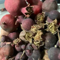 انار خشک طبیعی شب یلدا