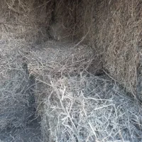 کاه سرقن قزل یقرق قوش گوز فروشی