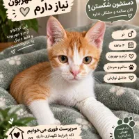 واگزاری فوری رایگان گربه دی اس اچ