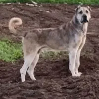 سگ سرابی|سگ|دزفول, |دیوار