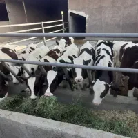 ملک (گاوداری)