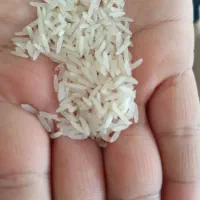 برنج فجر سوزنی امساله خوشبخت و معطر|خوردنی و آشامیدنی|دلند, |دیوار