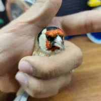 سهره، سهره قناری، سهره جوجه