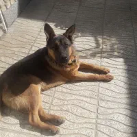 جرمنشپرد|سگ|بروجرد, |دیوار