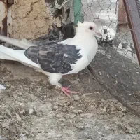 چهارتا کفتر ماده پشتی و میولمنز