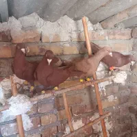 سرخ|پرنده|محمدیه-قزوین, |دیوار