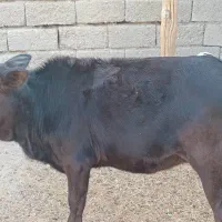 فروش گوساله ماده