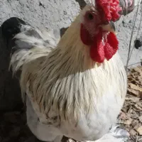 خروس کوشین وخروس امریگایی|حیوانات مزرعه|قائمشهر, |دیوار