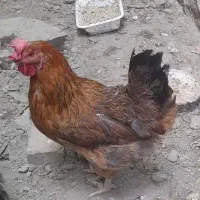 مرغ گلپایگان