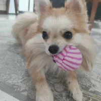 سگ پامر شیطون