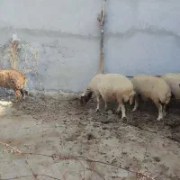 میش یا گوسفند  آبستن
