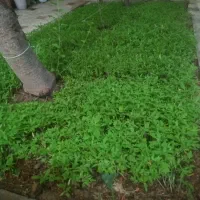 نهال گوجه