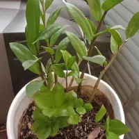 زاموفیلیا باگلدان و زیرگلدانی