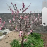 چهار-دیواری200متری-محیط-امن-برای-خانواده