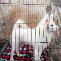 سگ اشپیز  پامر.|سگ|بندرعباس, |دیوار