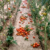 کارگر گلخانه هستم وارد|خدمات باغبانی و درختکاری|زابل, |دیوار