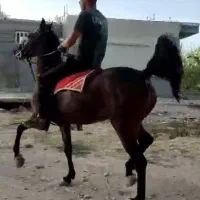 اسب مادیون تموم