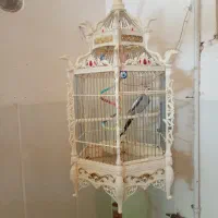 یک عروس خوش صدا و آواز خون|پرنده|میبد, |دیوار