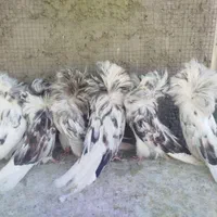 شامپیون درجه یک|پرنده|اصفهان, ارغوانیه|دیوار