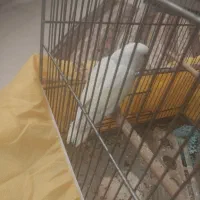 طوطی برزیلی بالغ