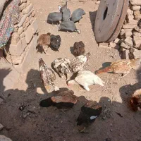 مرغ خروس لاری