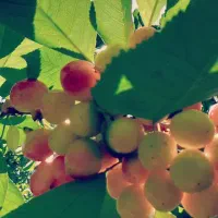 راهنمائی کنید لطفا