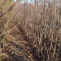 نهال نهالستان