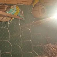 قفس با مرغ عشق|لوازم جانبی حیوانات|سراوان, |دیوار