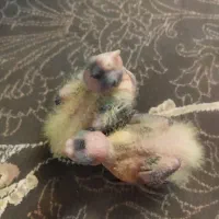 جوجه عروس سرلاکی|پرنده|شهرضا, |دیوار