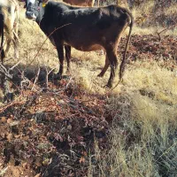 دو راس گاو بومی ترو تمیز|حیوانات مزرعه|جوانرود, |دیوار