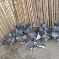 چند جفت کفتر پاکستانی به فروش میرسیم|پرنده|خاش, |دیوار