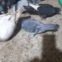 ۵۰ کفتر خوب دونی ۱۵۰ هرچنتا بخای۵ دیگه هم هس