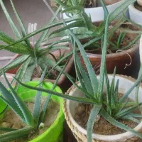 گلهای طبیعی شاداب وزیبا