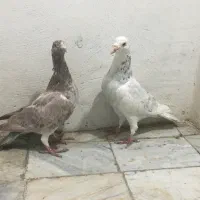 جفت کفتر عتیقه