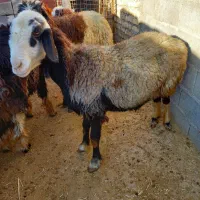 میش فروشی|حیوانات مزرعه|دهدشت, |دیوار