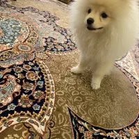 پامر خرسی|سگ|تهران, فردوس|دیوار