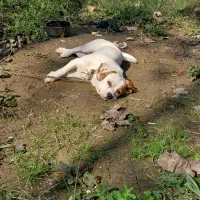 سگ پاکوتاه|سگ|لاهیجان, آهندان|دیوار